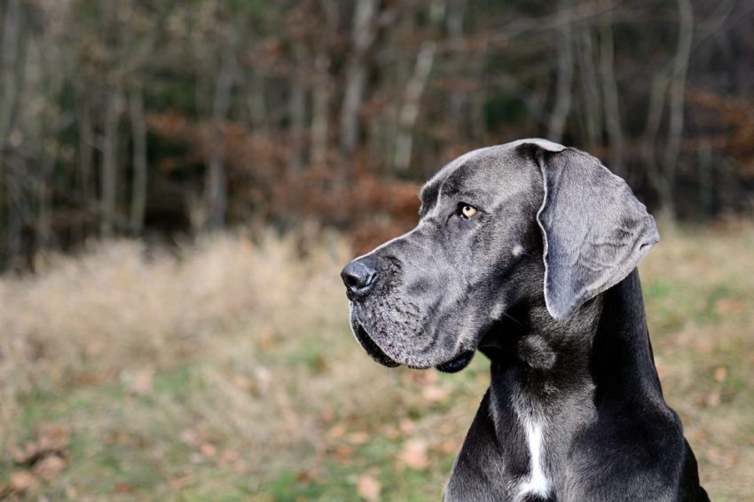 Dogue Alemão