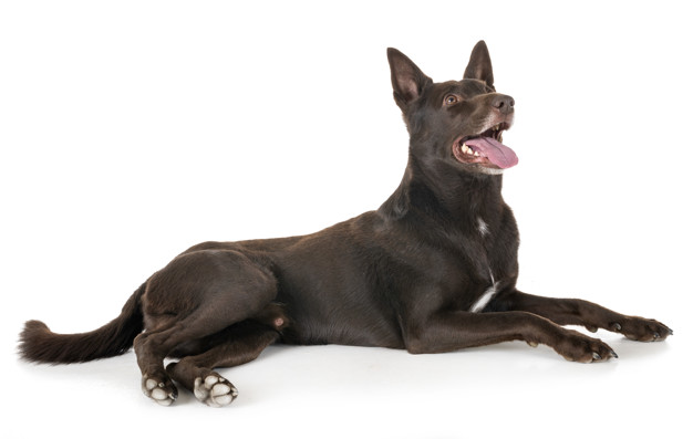 kelpie australiano em estudio 87557 2626