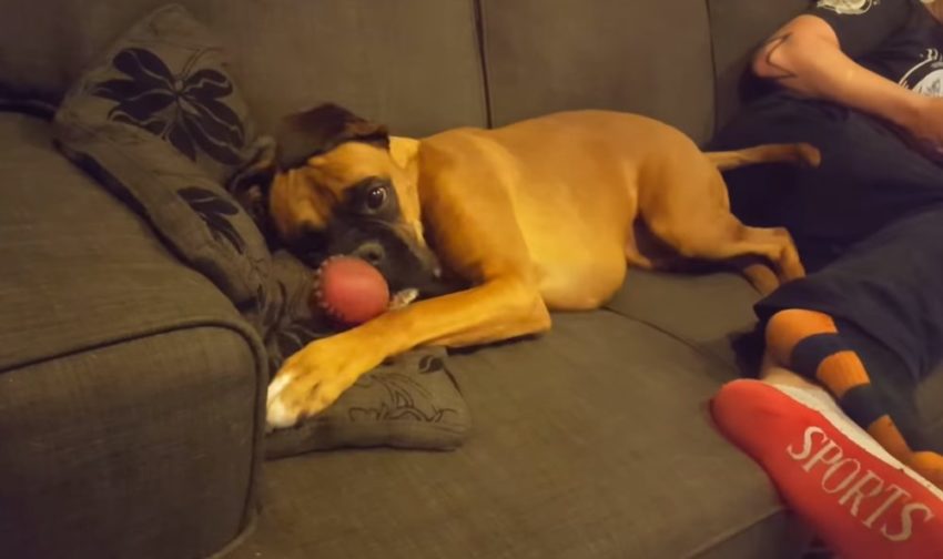 Boxer Lily