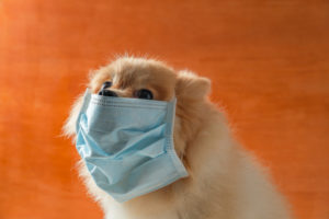 Cachorro com máscara de proteção. Foto: Freepik