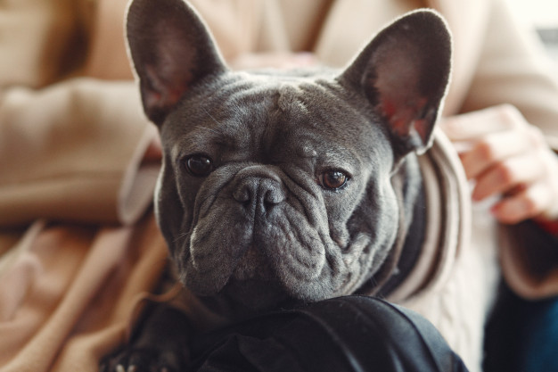 cão em casa