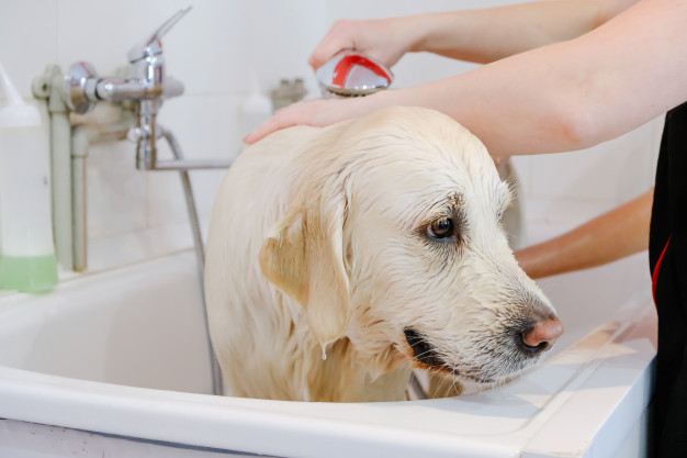 Cachorro tomando banho