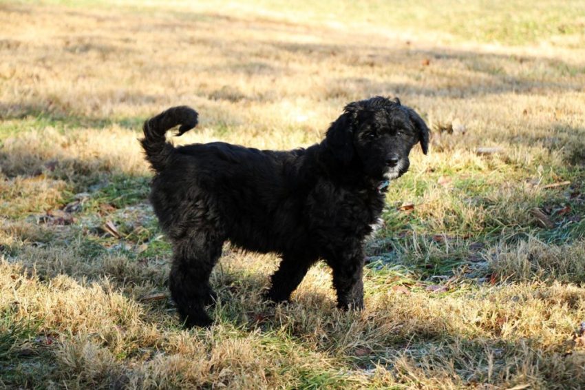 puppy 4725038 1280