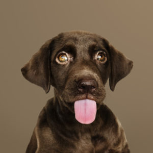 Cachorro com princípio de remela nos olhos - Foto: Freepik