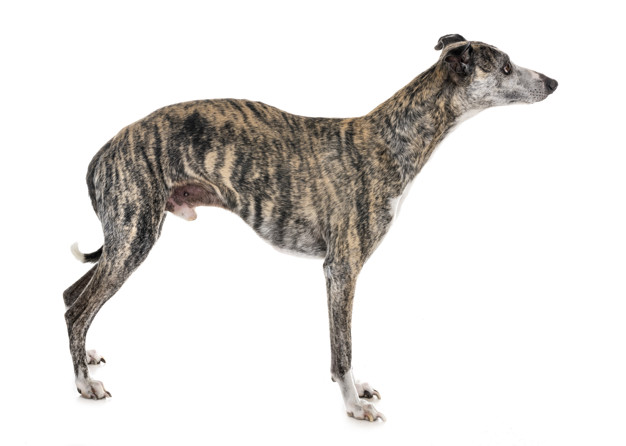 o temperamento do whippet