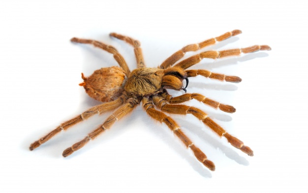 aranha em um fundo branco 1160 667