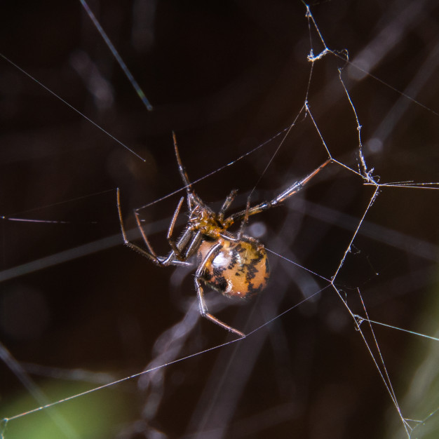 aranha marrom na teia de aranha 33751 274