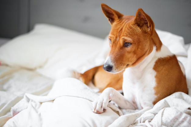 cãozinho deitado