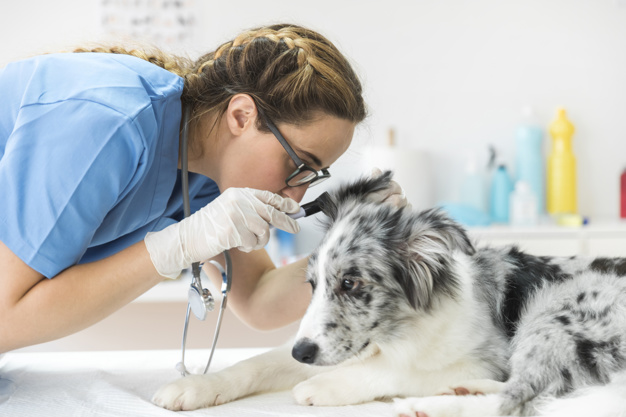 cachorro com dificuldade para respirar