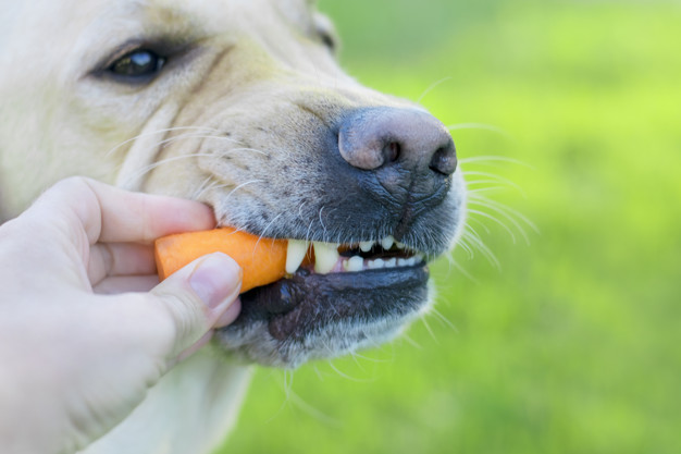 cachorro comendo cenoura