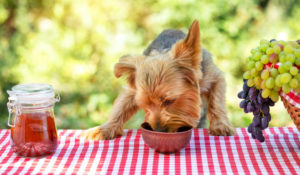 Cachorro comendo na mesa - Foto: Freepik