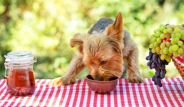 cachorro comendo na mesa