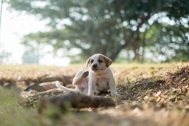 cachorro coçando orelha