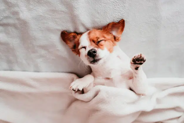 Convulsões em Cães: Raças com mais tendência 1 cama para cachorro