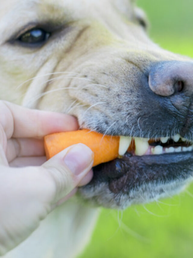 cachorro comendo cenoura