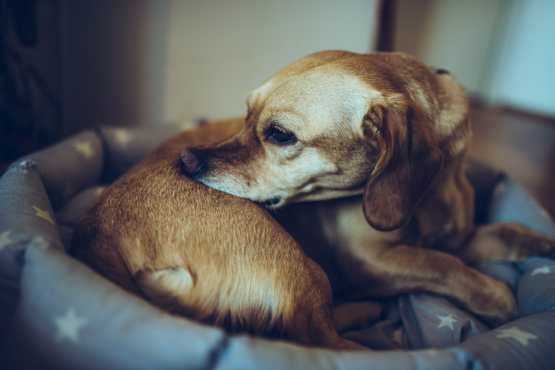 cão mordendo a pele