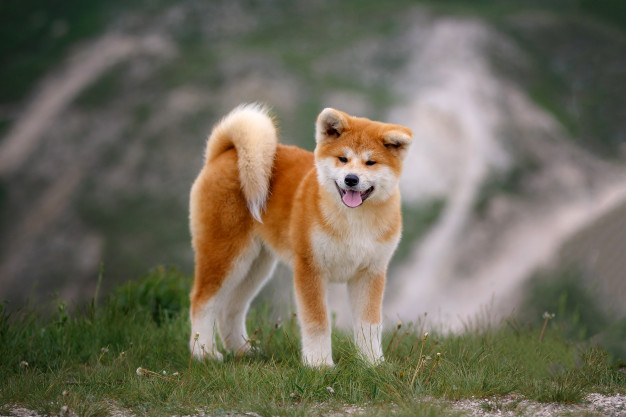 Raças de cães que são totalmente diferentes quando filhotes 9 raças de cães que são totalmente diferentes