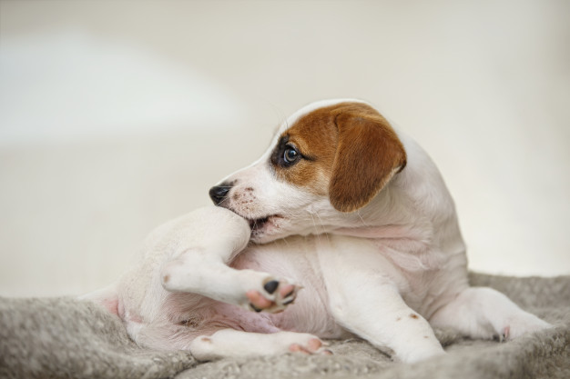 cachorro se coçando
