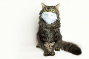 gato doente com máscara - Foto: Freepik