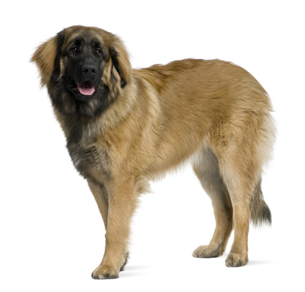 apelido para o cachorro