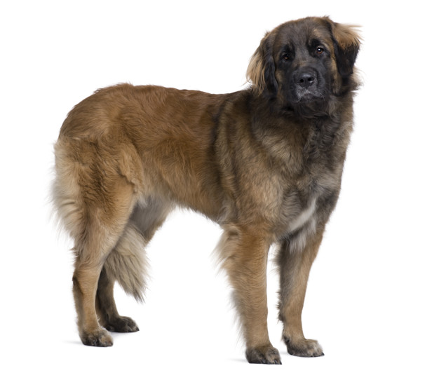 40 Dicas de nomes para Leonberger - Nomes originais e característicos 4 dicas de nomes para Leonberger