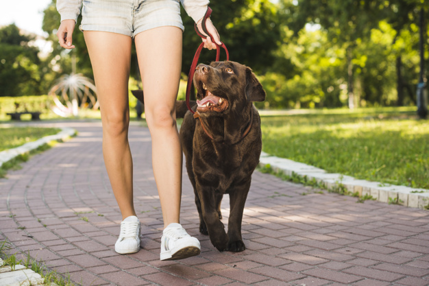 caminhando com o dog