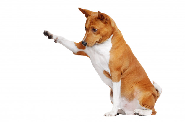 o temperamento do basenji