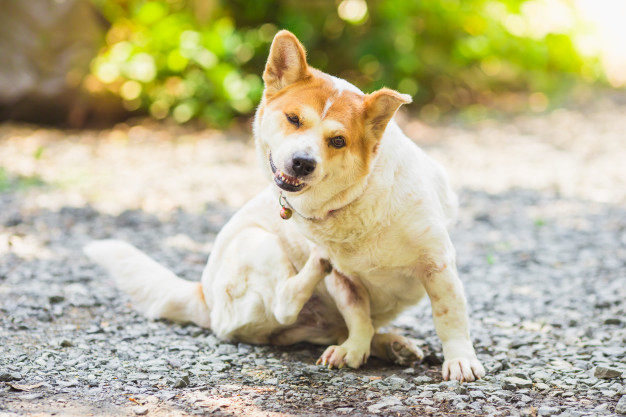 Cachorro se coçando