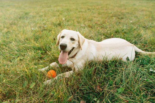 cães que gostam de brincar