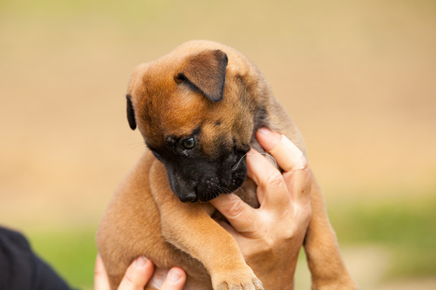 Raças de cachorros confundidas com pitbull