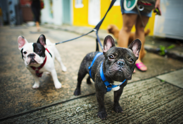 bulldogs passeando
