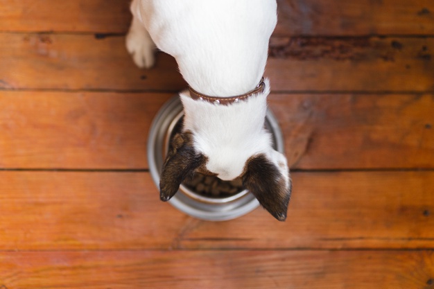 comida vegana para cachorro