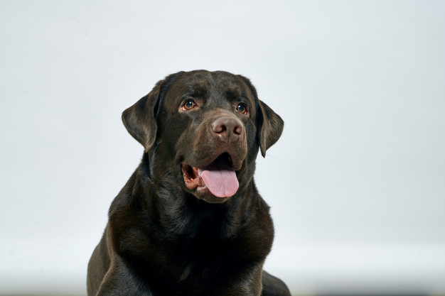 Cortar a orelha do cachorro