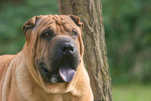 cao shar pei 100493 906