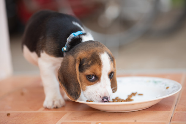 cachorro pode comer frango