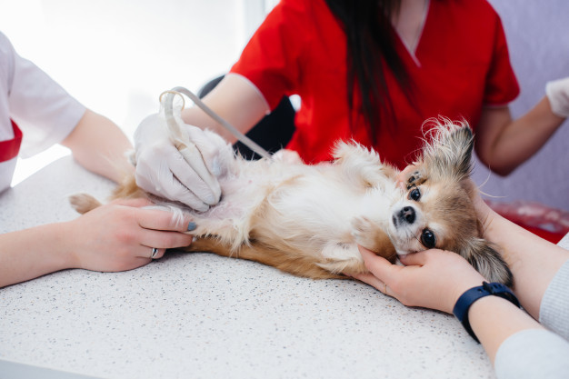 Longevidade do Chihuahua: 15 dicas para prolongar a vida do seu cão 9 Cadela grávida