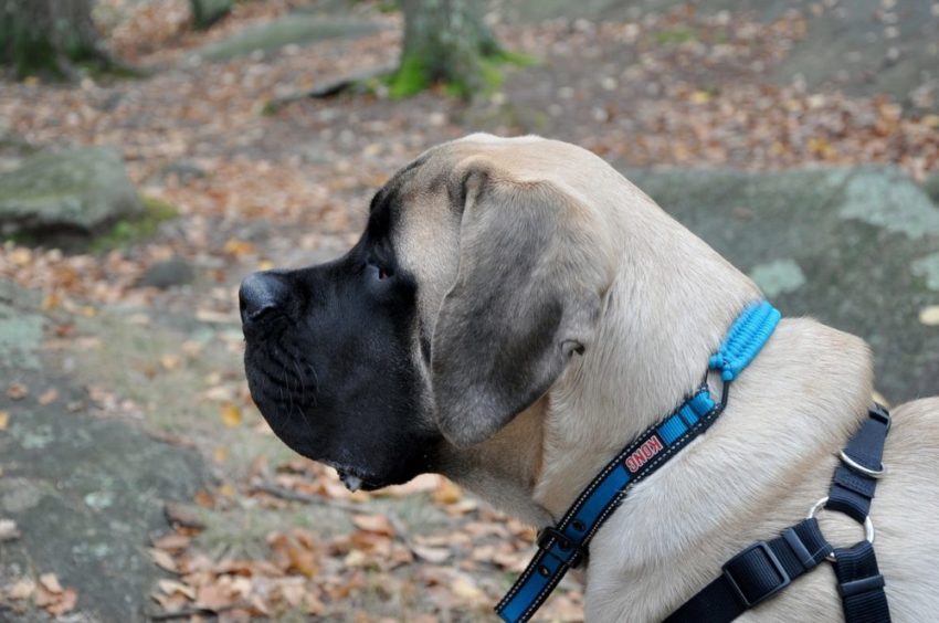 cachorros grandes e fofinhos