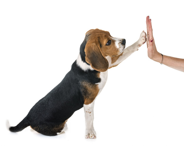 reforço positivo para cachorros