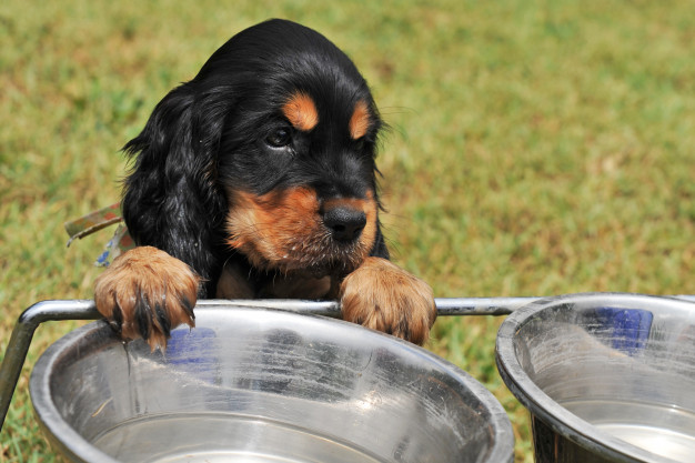 cão esperando sua comida