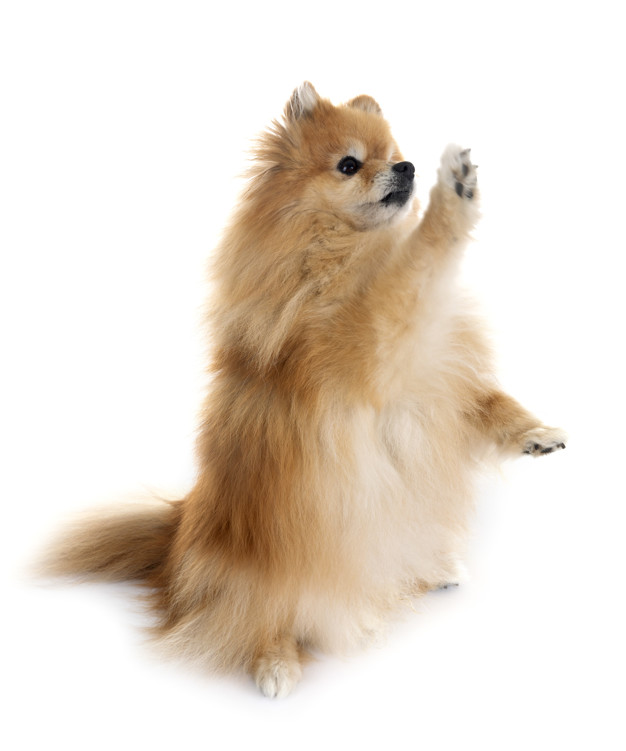 cão dando a patinha