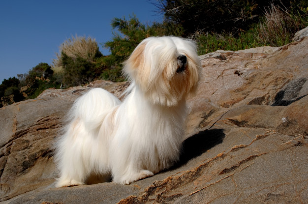 Cães de pelo bonito: 20 Raças de cães com as madeixas mais lindas 8 cães de pelo bonito