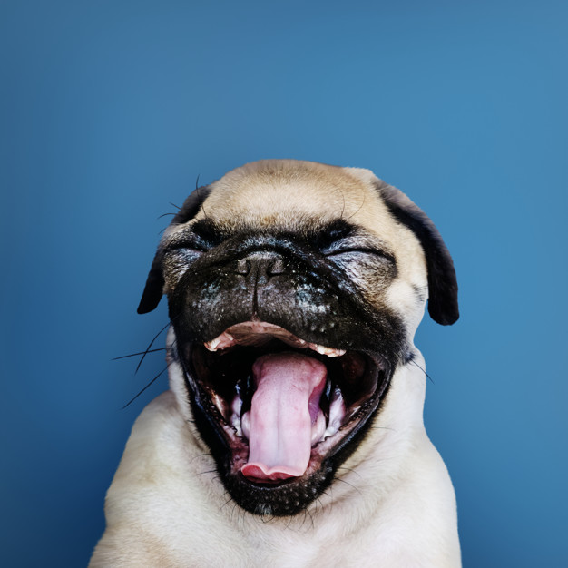 retrato de solo adoravel cachorro pug 53876 64831