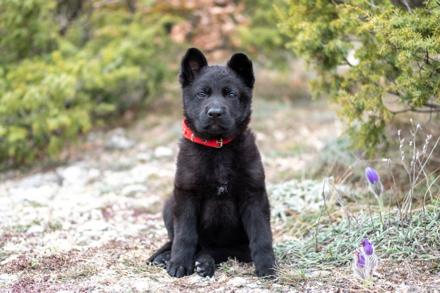 Cortar a orelha do cachorro