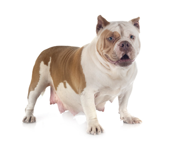 Qual o tempo de gestação de cachorro? 3 valentao americano 87557 12069