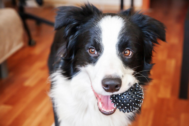 border collie holding toy ball mouth home 80942 2336