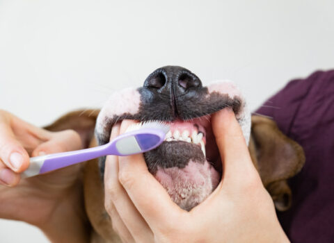 Cachorro escovando os dentes