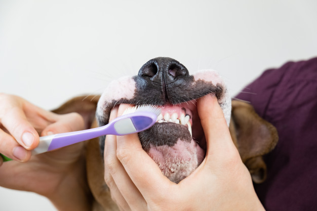 Cachorro escovando os dentes 