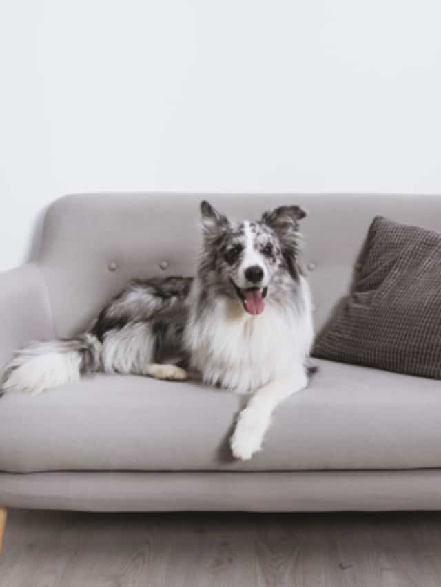 Cachorro subir no sofá: Truques simples para não deixar! Confira. 6 cachorro subir no sofá