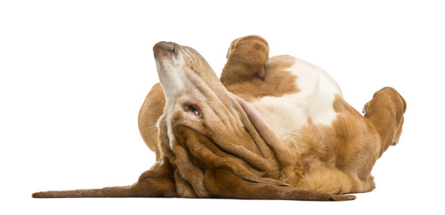 40 dicas de nome para Basset Hound 1 dicas de nome para basset hound