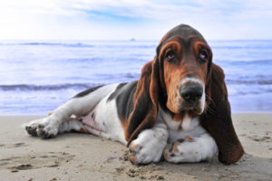 Basset Hound posando para foto na praia. Foto: Freepik
